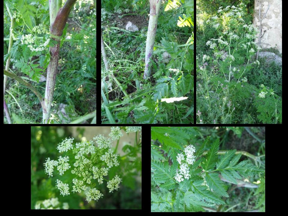 Conium maculatum